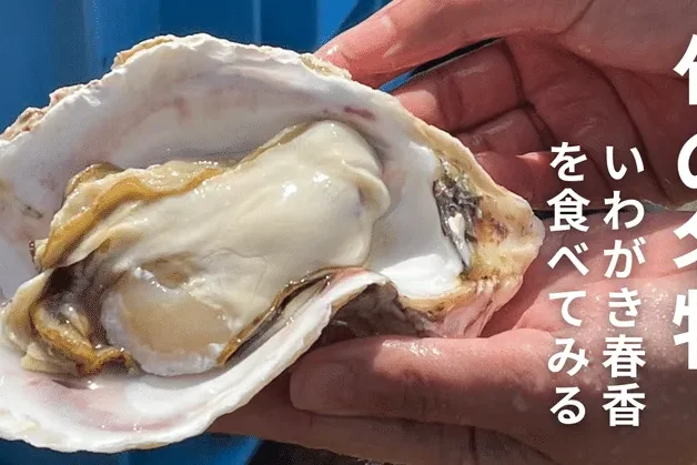 【島でしか味わえない！？】ブランドいわがきが旬を迎えたので食べに行ってみた！